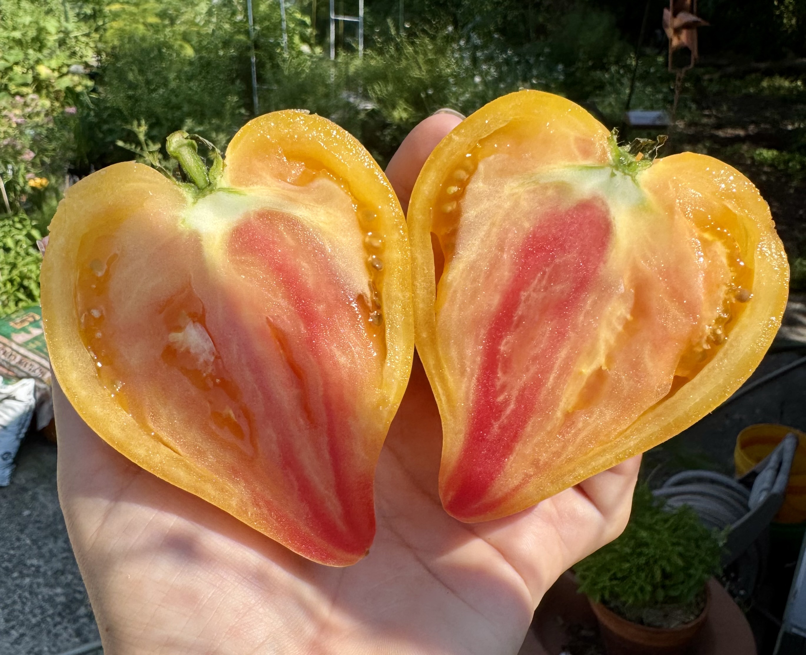 tomatoes